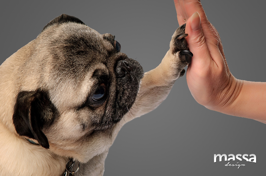 Obrigado Pug